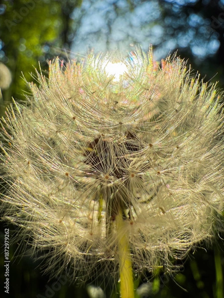 Obraz Dandelion clock shining with sun flare light