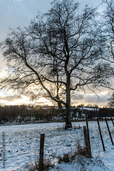 Fototapeta Dimanche hivernale