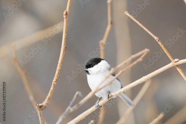 Obraz 枝に止まるハシブトガラ