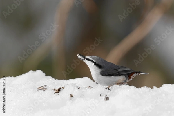 Obraz 雪の中で餌を探すゴジュウカラ