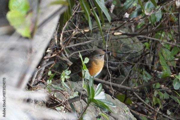 Obraz Male Daurian Redstart