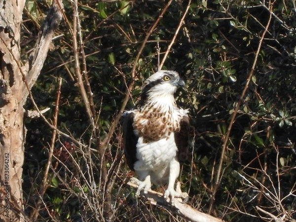 Obraz An osprey in a tree