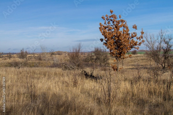 Obraz A young oak tree