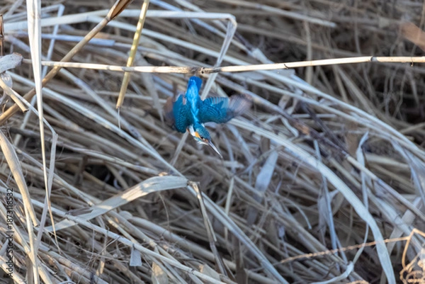 Obraz 捕食する翡翠