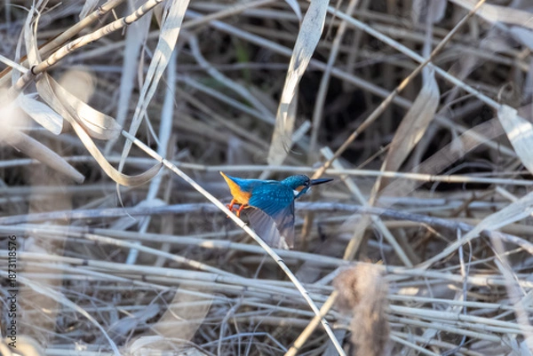 Obraz 捕食する翡翠