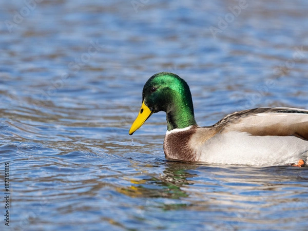 Obraz マガモの水遊び