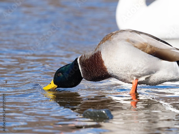 Obraz マガモの水遊び