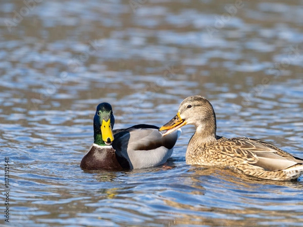 Obraz カルガモの夫婦