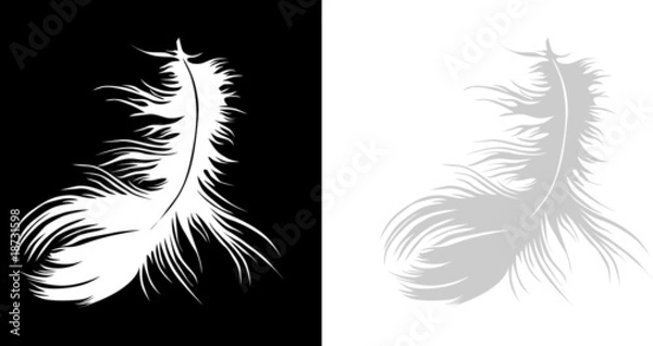 Fototapeta A feather alone