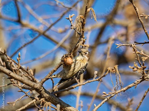 Obraz 青空の下つぶらな瞳で見つめるコゲラ