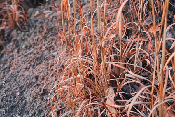 Obraz メリケンカルカヤ