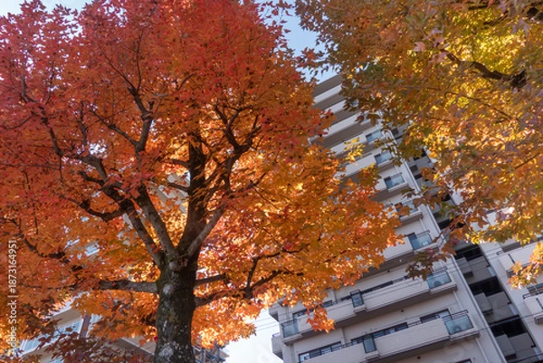 Obraz 紅葉の美しい公園の風景　滋賀県大津市