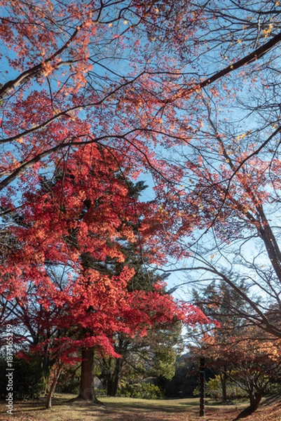 Obraz 紅葉の美しい公園の風景　滋賀県大津市