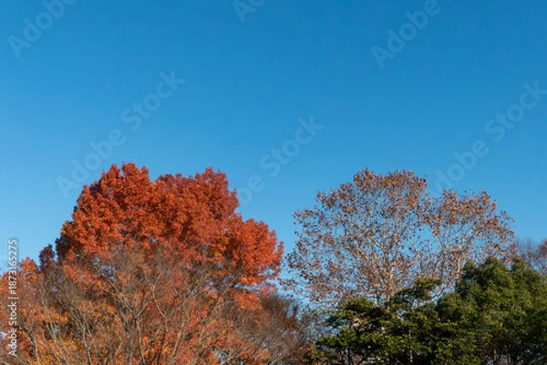 Obraz 紅葉の美しい公園の風景　滋賀県大津市