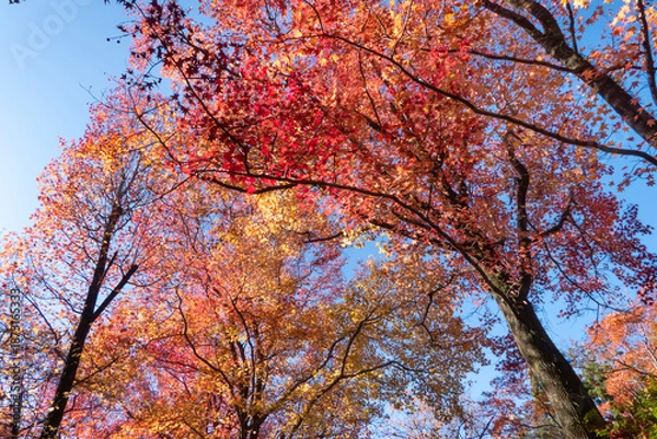Obraz 紅葉の美しい公園の風景　滋賀県大津市
