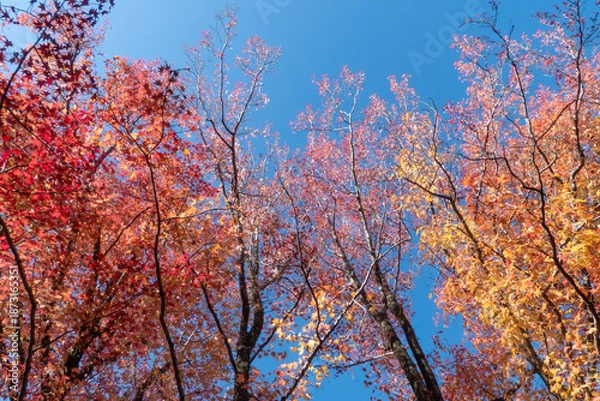 Obraz 紅葉の美しい公園の風景　滋賀県大津市