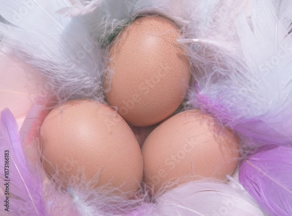 Obraz eggs on feather nest