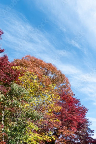 Obraz 紅葉の美しい公園の風景　滋賀県大津市