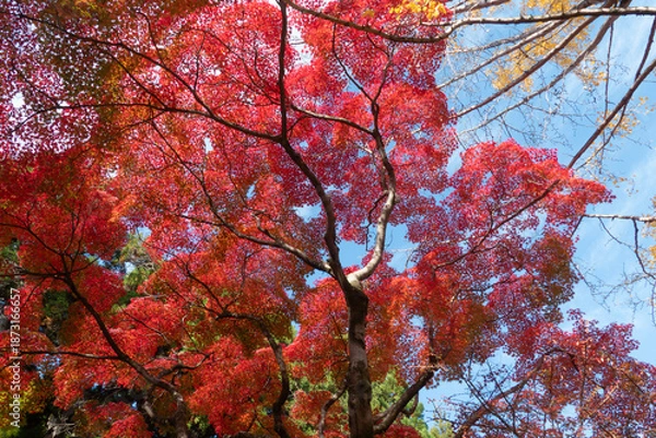 Obraz 紅葉の美しい公園の風景　滋賀県大津市