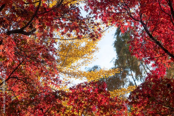 Obraz 紅葉の美しい公園の風景　滋賀県大津市