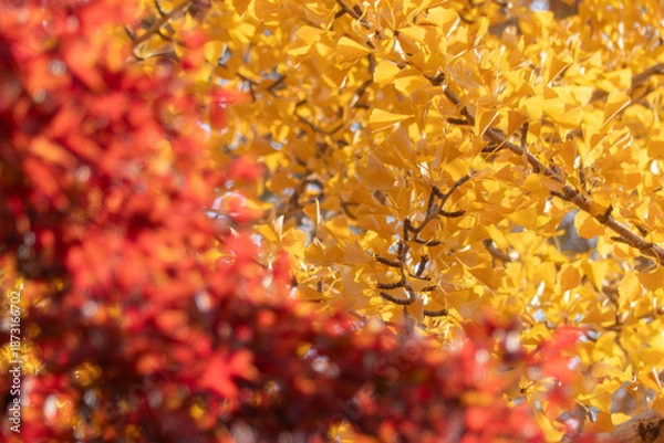 Obraz 紅葉の美しい公園の風景　滋賀県大津市