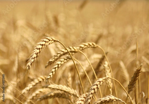 Obraz pszenica