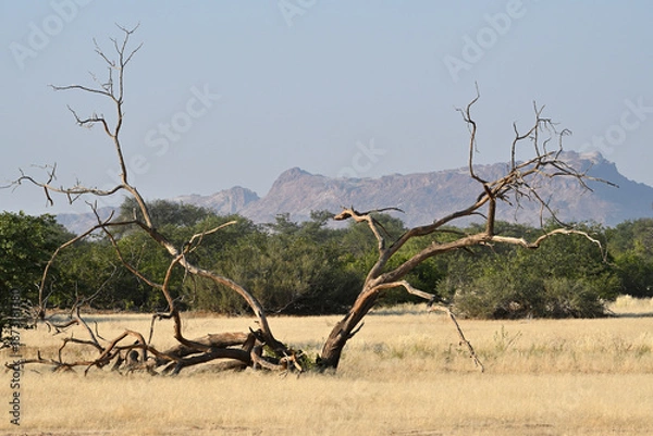 Obraz Savannah landscape , Dead tree