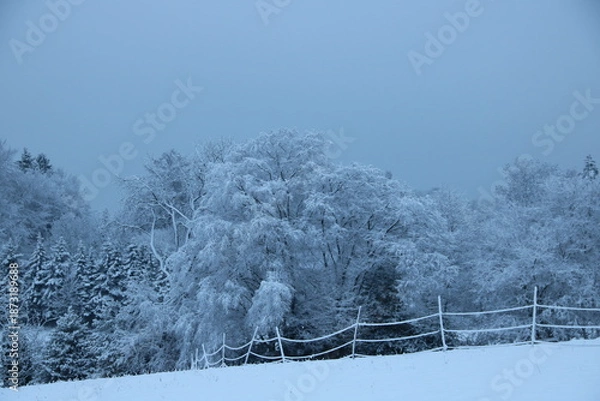 Obraz snow covered trees