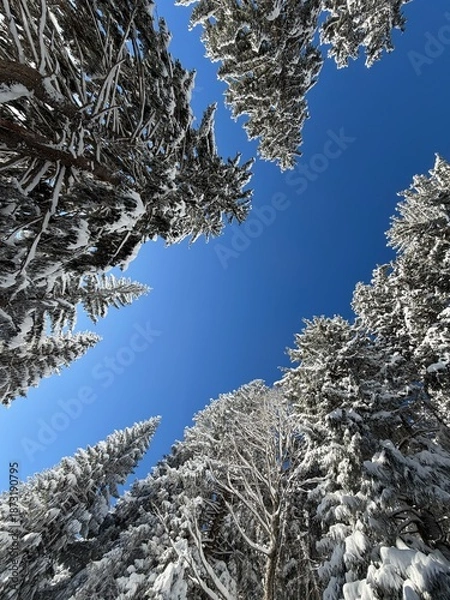 Obraz View through winter treetops