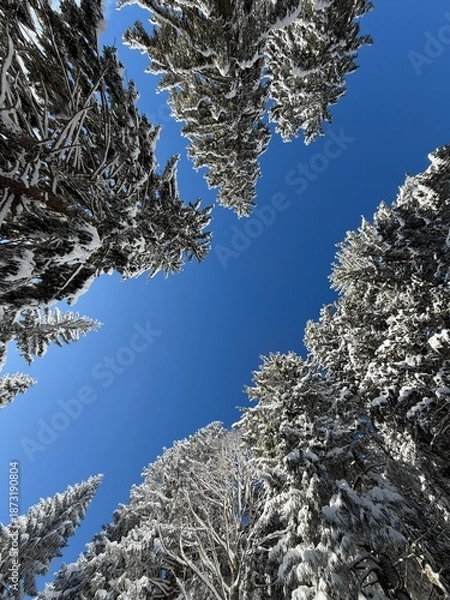 Obraz View through winter treetops