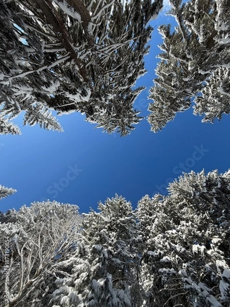 Obraz View through winter treetops