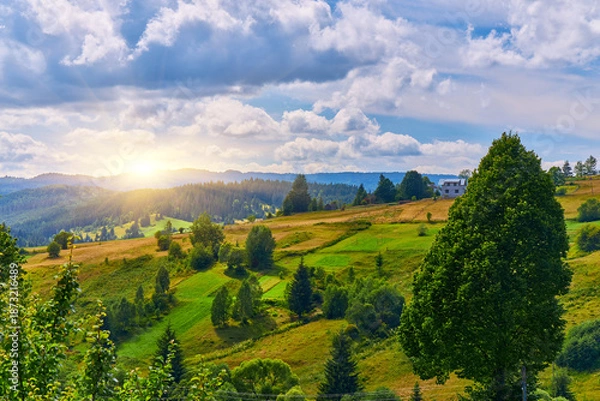 Fototapeta Mountain Meadow Bordering Evergreen Forest