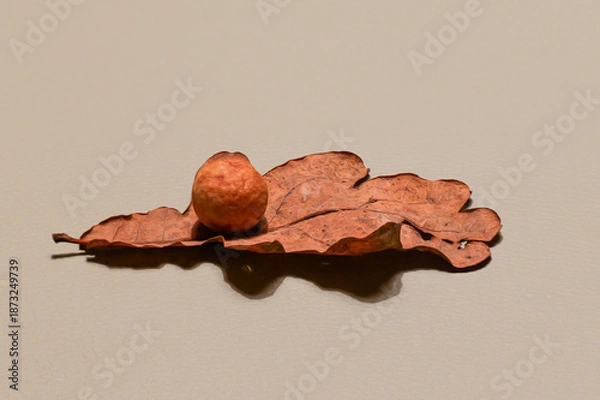 Obraz Eichenblatt mit Eichengalle 