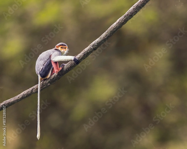 Obraz Red Shanked Langur