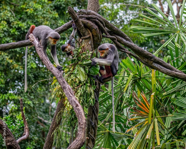 Obraz Red Shanked Langur