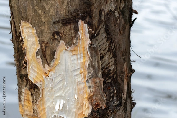 Obraz Tree gnawed by a beaver close-up.