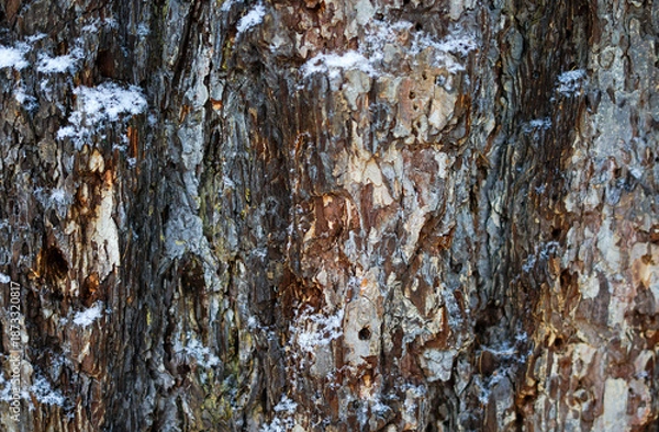 Obraz Winter Tree Bark Texture with Snow Details