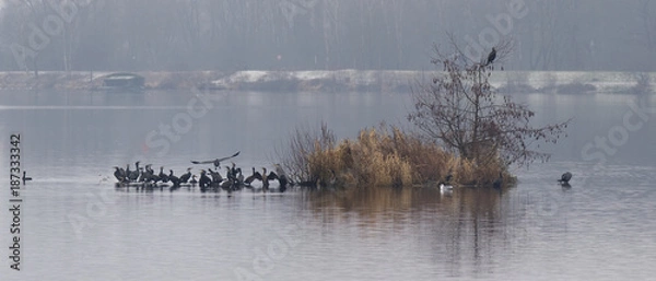 Obraz Île aux Cormorans