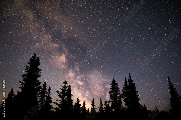 Obraz Milky Way and tree silhouette under a clear dark sky. The pine trees are blacked out while the colorful galaxy explodes in the night sky.