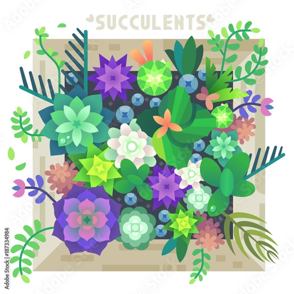 Obraz Succulent Flowers in the Box