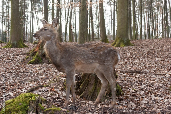 Obraz Damwild im Wald