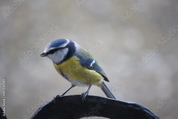 Obraz mésange bleue