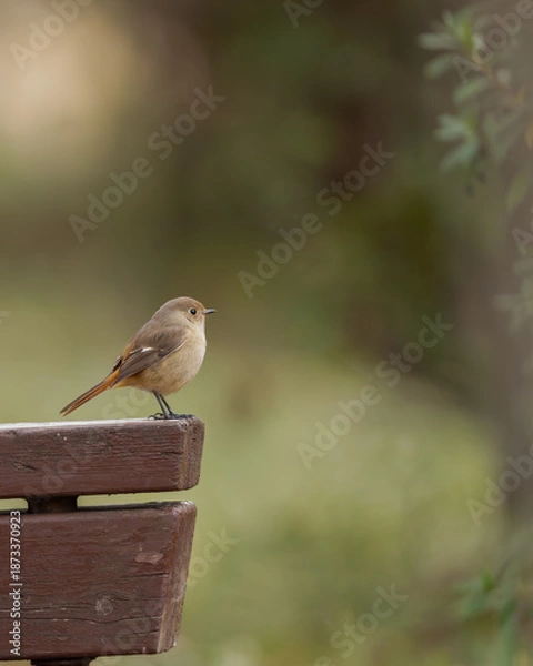 Obraz 公園のベンチに止まる野鳥