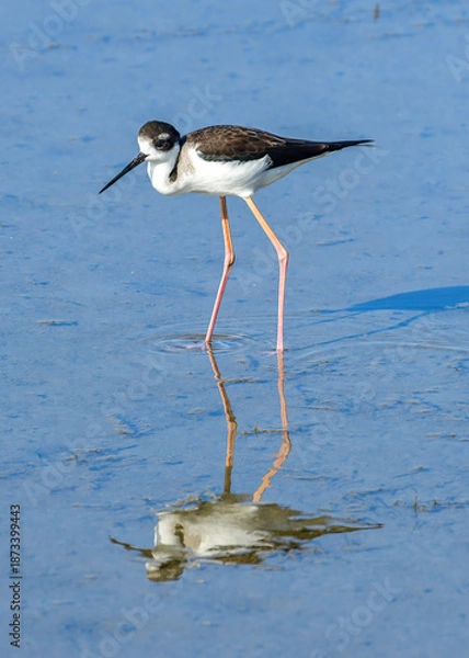 Fototapeta Black-necked Stilt