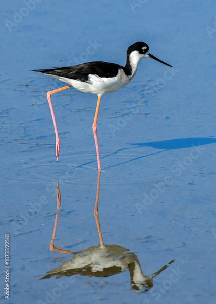 Fototapeta Black-necked Stilt