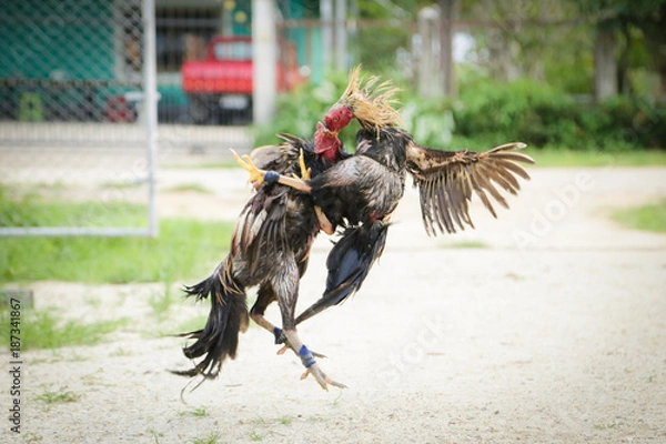 Obraz Gamecocks are fighting