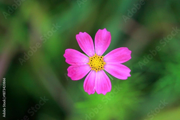 Obraz 여름에 만개한 코스모스 꽃