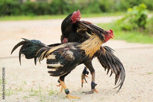 Obraz Gamecocks are fighting