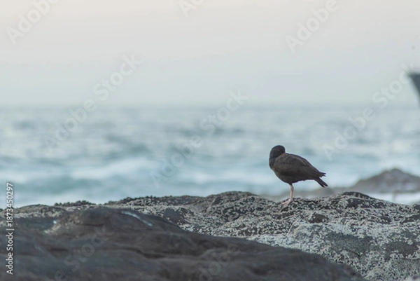Fototapeta Vida playera