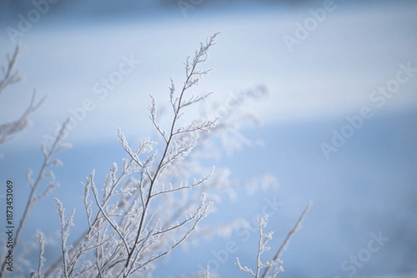 Fototapeta 冬の枯れ草
